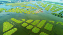 雄安白洋淀唐河入淀口湿地生态；